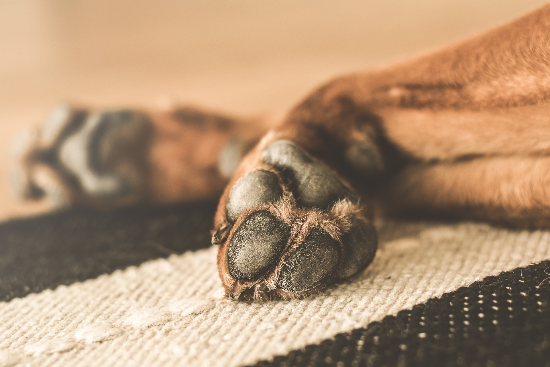 Waterville Nail Clipping Clinic