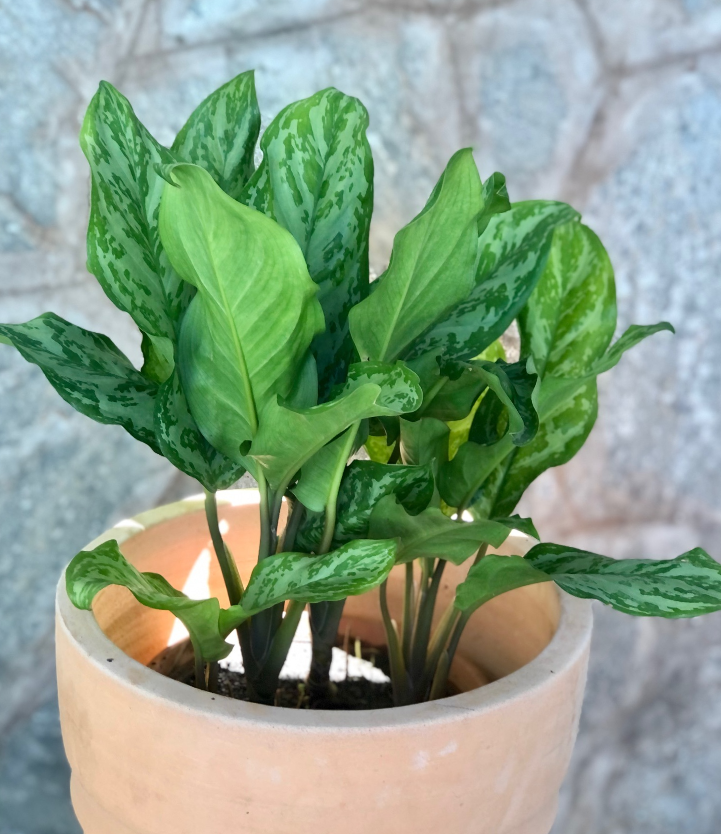 Aglaonema Communtatum