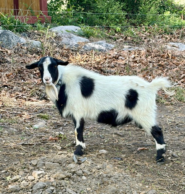 Available 2024 Proven MGR Buck - polled