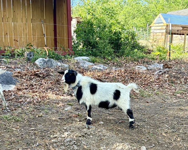 Thumbnail: Available 2024 Proven MGR Buck - polled