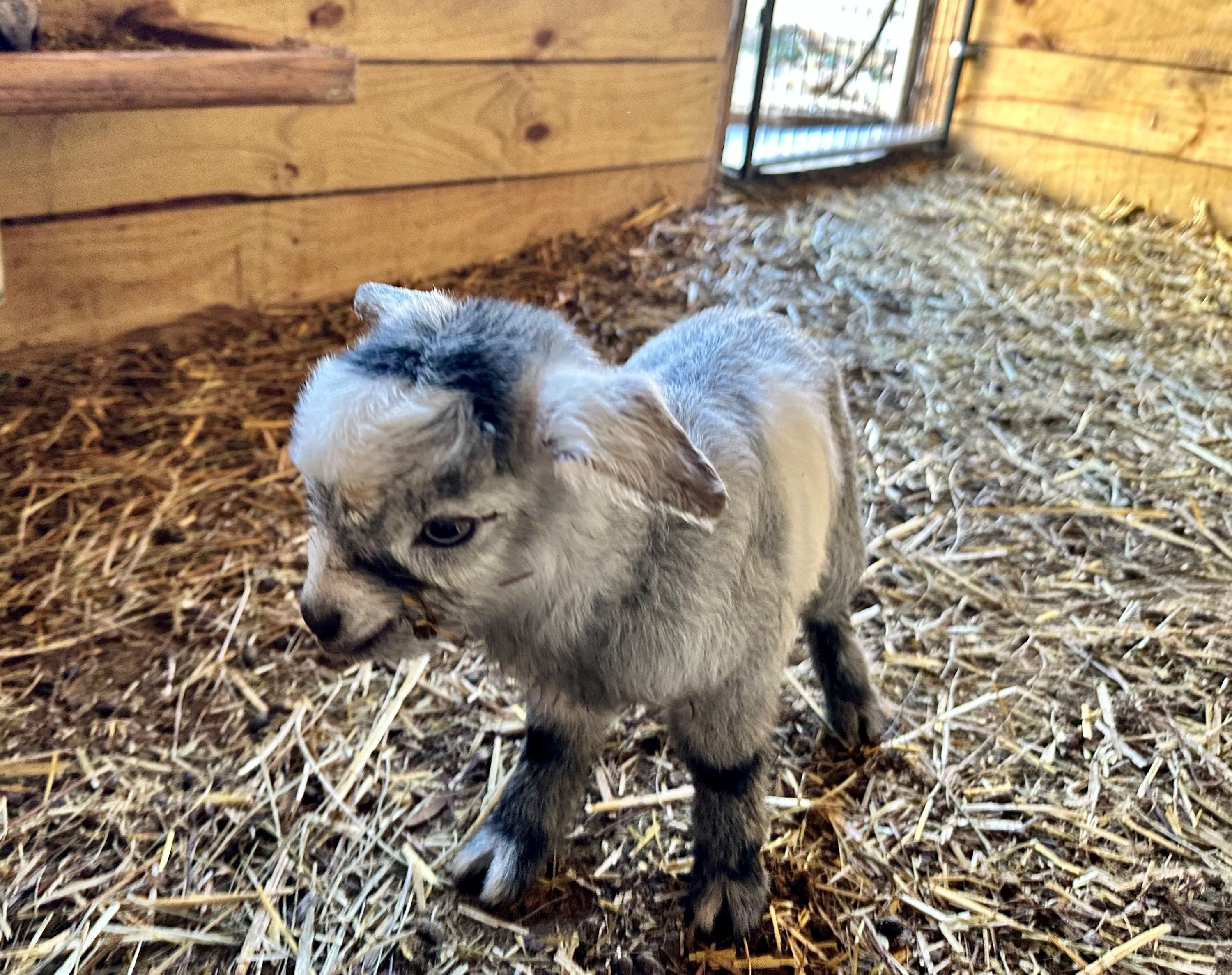 SOLD Myotonic Fainting Buck