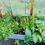 Thumbnail: Farm Grown Live Plants