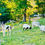 Thumbnail: Available Anatolian Shepherd born 9/5/2025