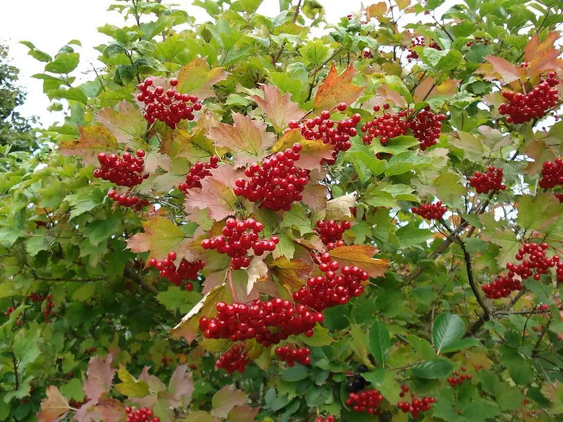 98386765_w640_h640_kalina-sadovaya-krupnoplodnaya.webp