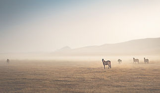 three%20people%20riding%20horses%20on%20brown%20field%20during%20daytime_edited.jpg