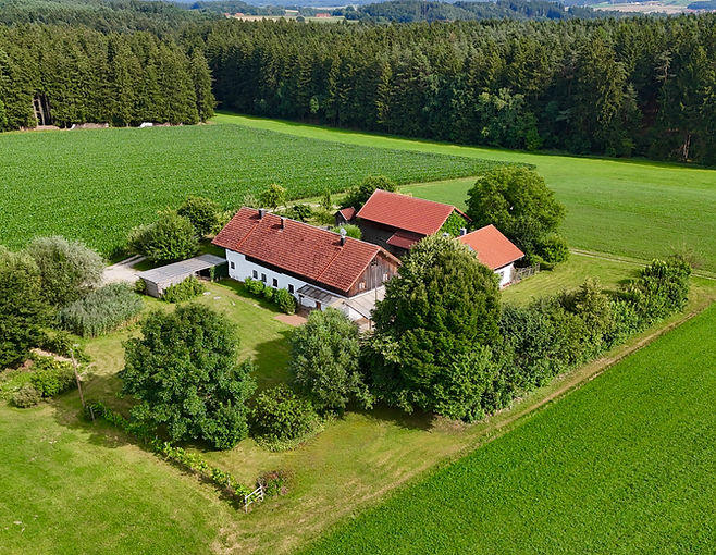 Sicht mit Wald im Hintergrund