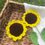 Thumbnail: Crochet Sunflower