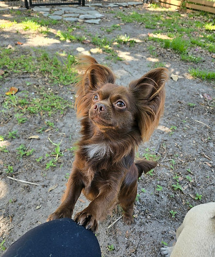 Pet Boarding Services - Critter Sitter
