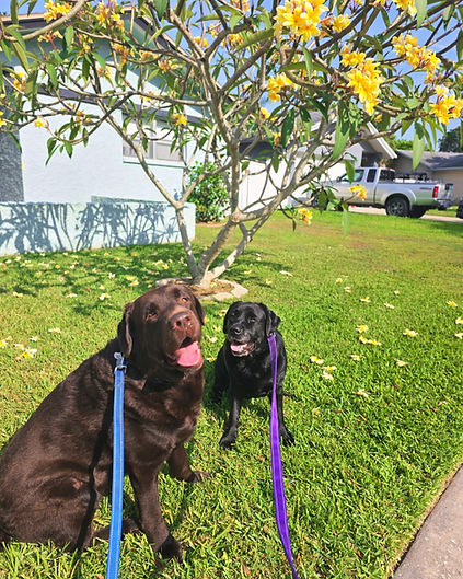 Dog Walking Services | Critter Sitter