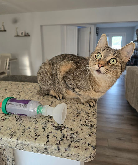 Medication Administration For Pets - Critter Sitter