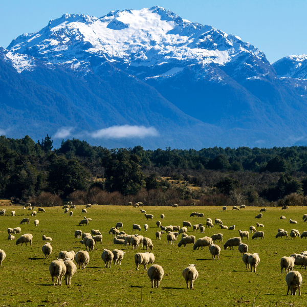 New Zealand — Nature’s Masterpiece
