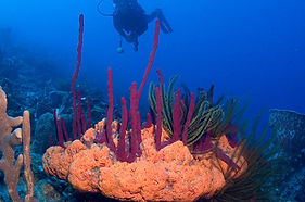 Scuba Diving in the Dominica