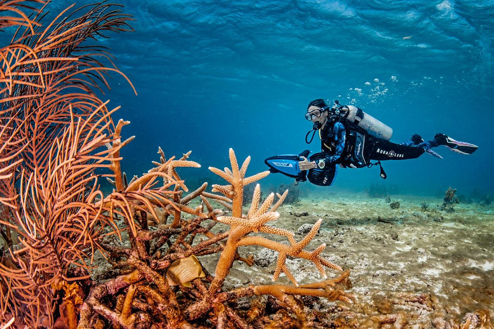 Final Spots for St. Lucia 🐠 | Bonaire in 2026 🌴 | Our New Website is Live!