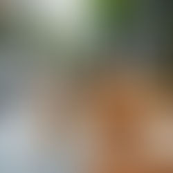 Urban Dogs vs. Natural Movement: How City Life Changes Canine Bodies