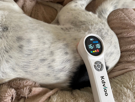 Red Laser Therapy for Dogs in Vancouver: A Gentle Path to Healing
