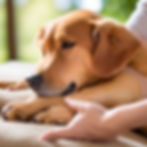 Peaceful dog receiving calming effleurage massage to reduce anxiety.
