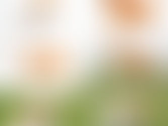 Decoding Dog Body Language: What Your Pup is Really Trying to Tell You