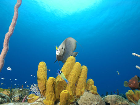 Meet the Reef Residents of Bonaire: A Diver’s Guide to Caribbean Marine Life
