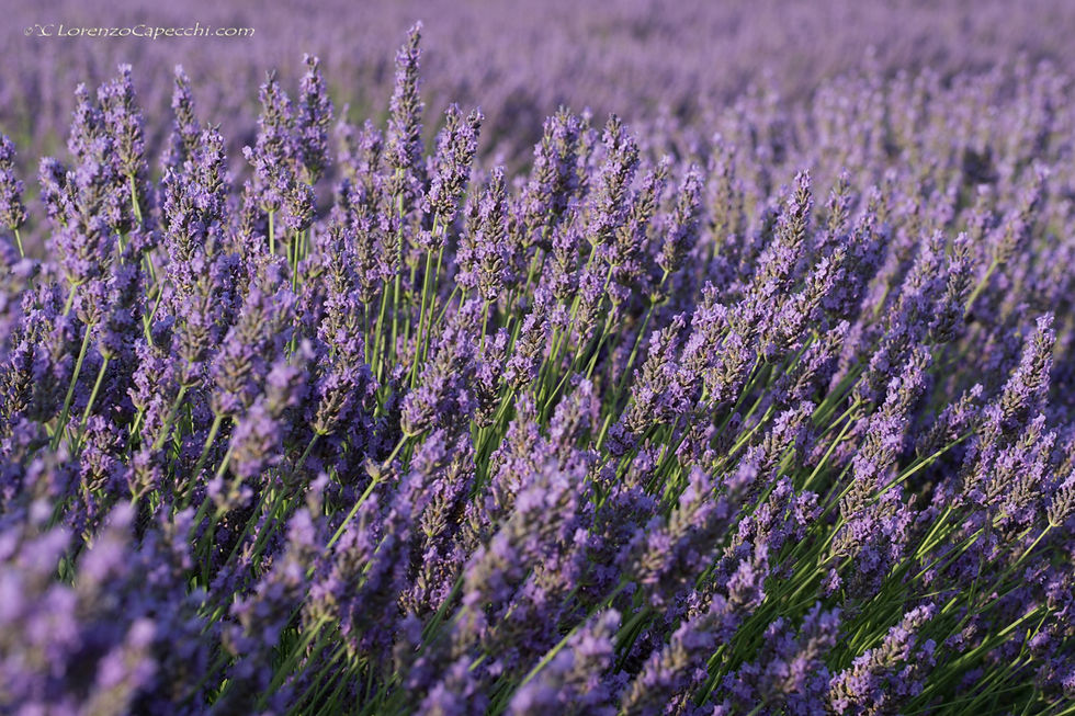 Valensole