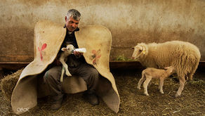 Süt Kuzuları