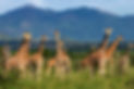 giraffes.jpeg