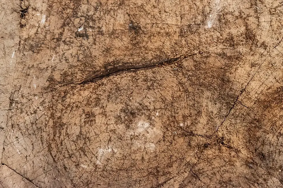 Miniature : Bloc de sélection de boucherie tripode de style brutaliste, bois naturel, vers 1900