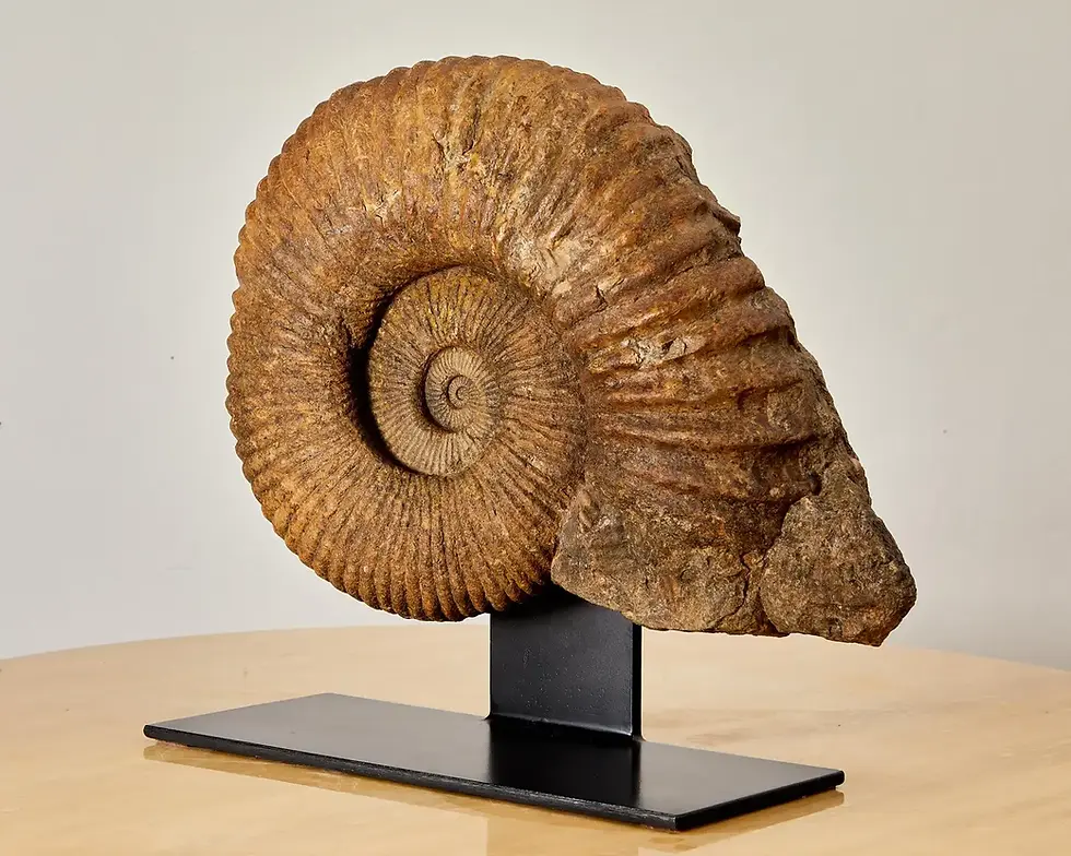 Miniature : Magnifique fossile, ammonite, avec environ 335 millions d'années d'existence