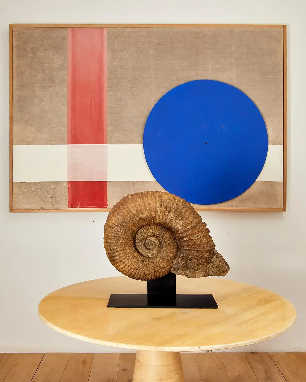 Miniature : Magnifique fossile, ammonite, avec environ 335 millions d'années d'existence