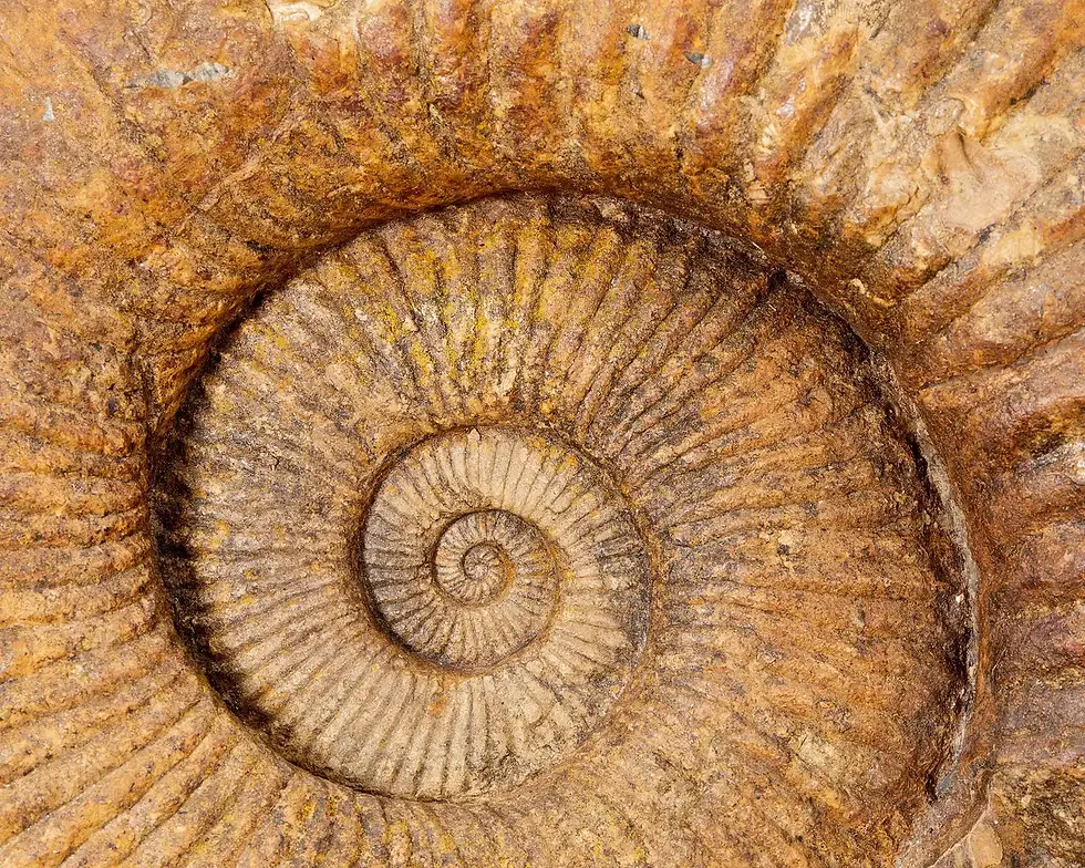 Miniature : Magnifique fossile, ammonite, avec environ 335 millions d'années d'existence