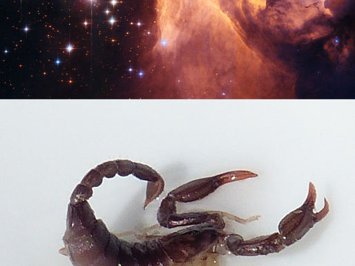 SCORPIO: Oct 23 - Nov 21