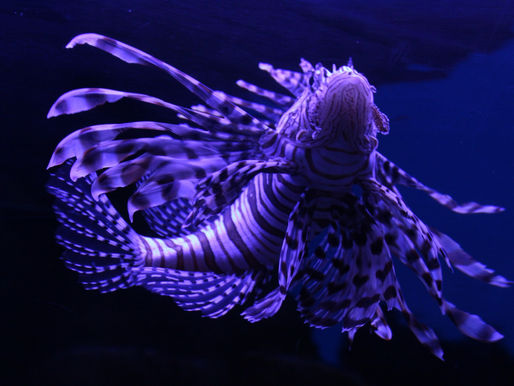 PISCES: Feb 19 - March 20