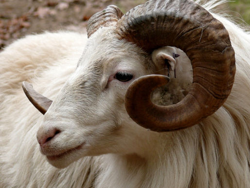 ARIES: March 21 - April 19