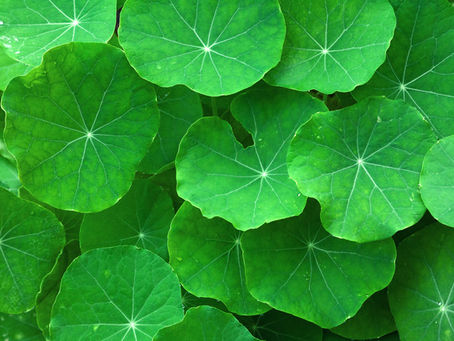 Gotu Kola: The Ancient Herb Your Skin Will Love 🌿