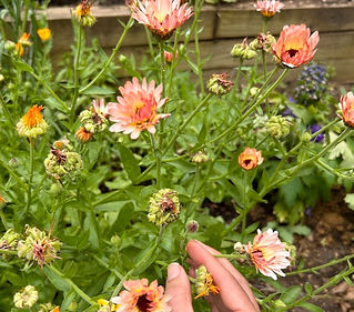 UNADJUSTEDNONRAW_thumb_1195e_edited.jpg