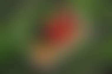 HOME AND GARDENING WITH YOUR OFFSPRING!