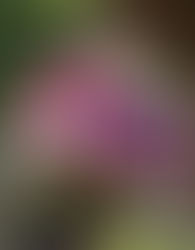 Springing Into May Gardening