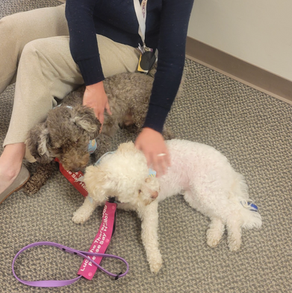 Therapy Dogs Share Their Love with Hospital Patientsand Other Local Spots
