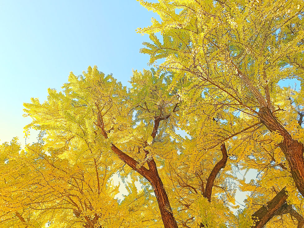 게슈탈트심리치료