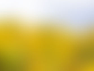 Allergia all’ambrosia: sintomi, diagnosi e rimedi