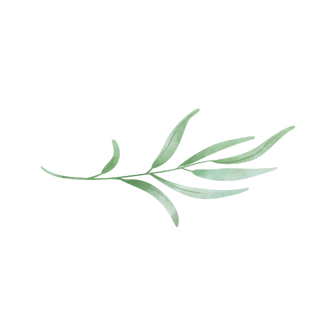 Forest Lace Photography