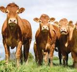 ARRETE DE ZONES DE DERMATOSE  NODULAIRE BOVINE CONTAGIEUSE