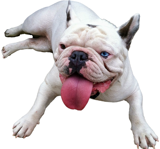 whole bulldog.png