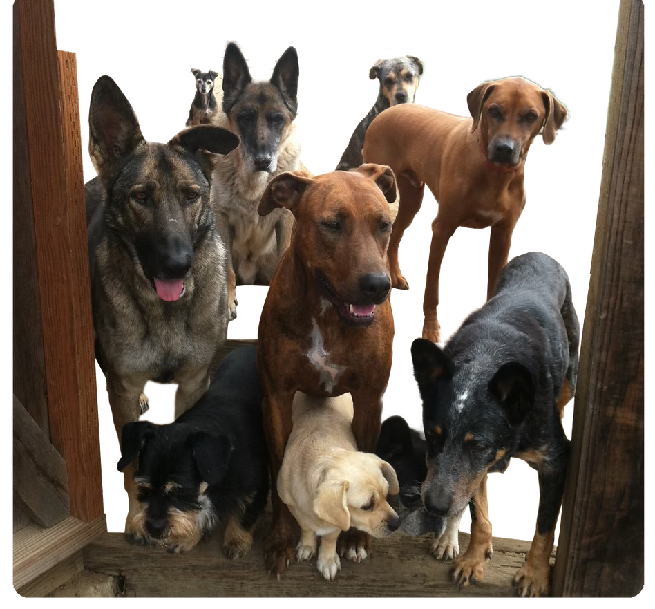 dogs no bg.png