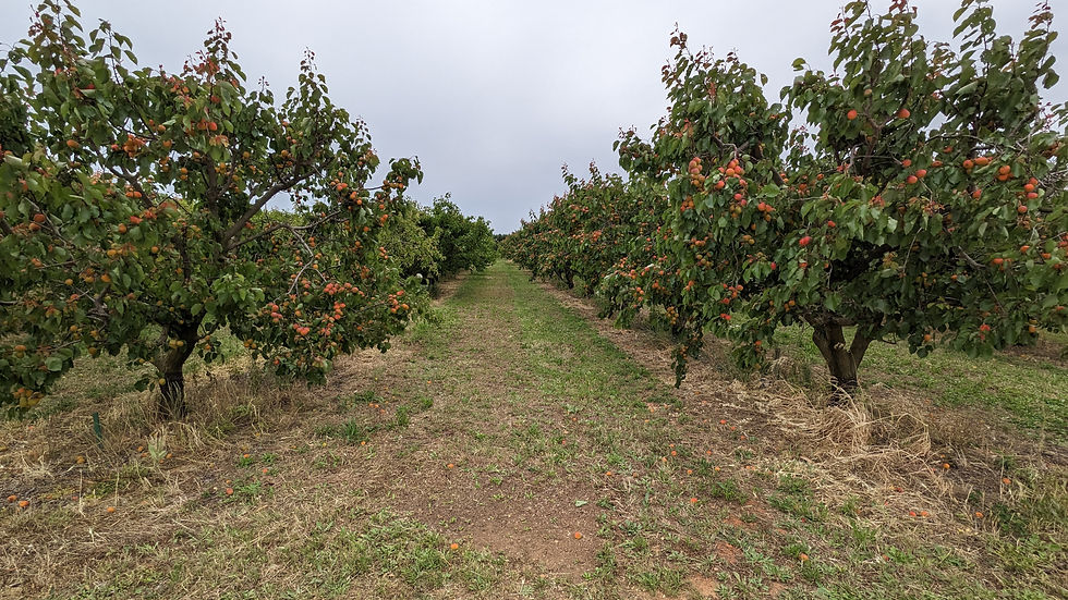 PXL_20230520_124953917