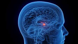 Brain Series: The Role of the Amygdala in Eating Disorders 