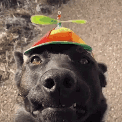dog-with-propeller-hat-af5lzyfve11q522o.gif
