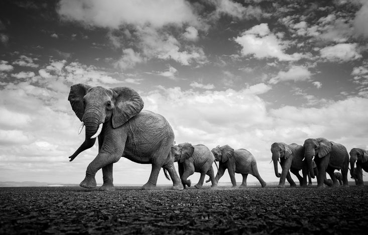 A herd of elephants walk past