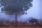 A herd of Nilgai under a Neem Tree