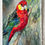 Thumbnail: Western Rosella