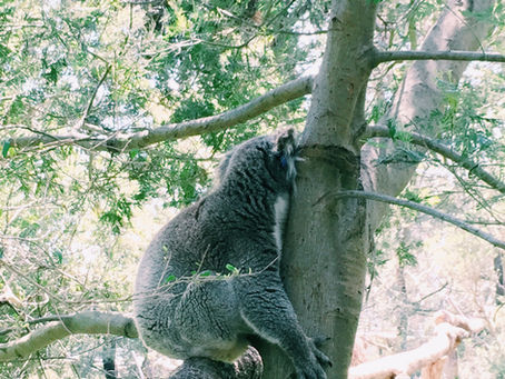Cross Country Road Trip Part 3: Melbourne to Brisbane.